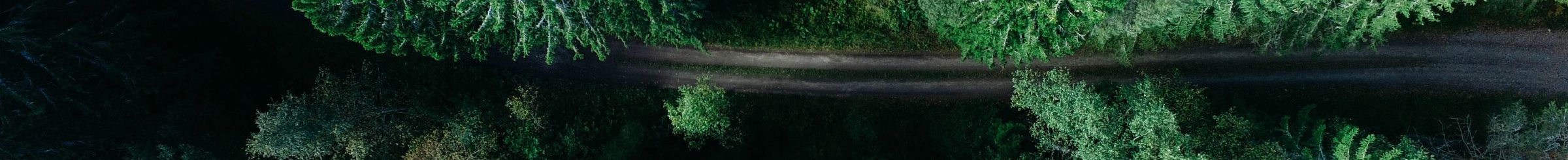 Trees and road