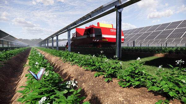 coltivazione patate tra pannelli solari