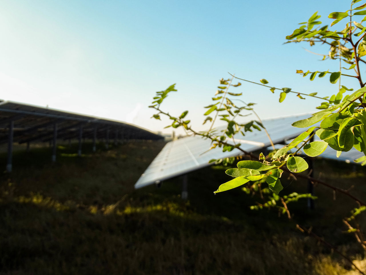 impianto fotovoltaico con rami e foglie verdi in primo piano